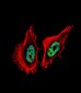 CTBP1 Antibody (C-term)